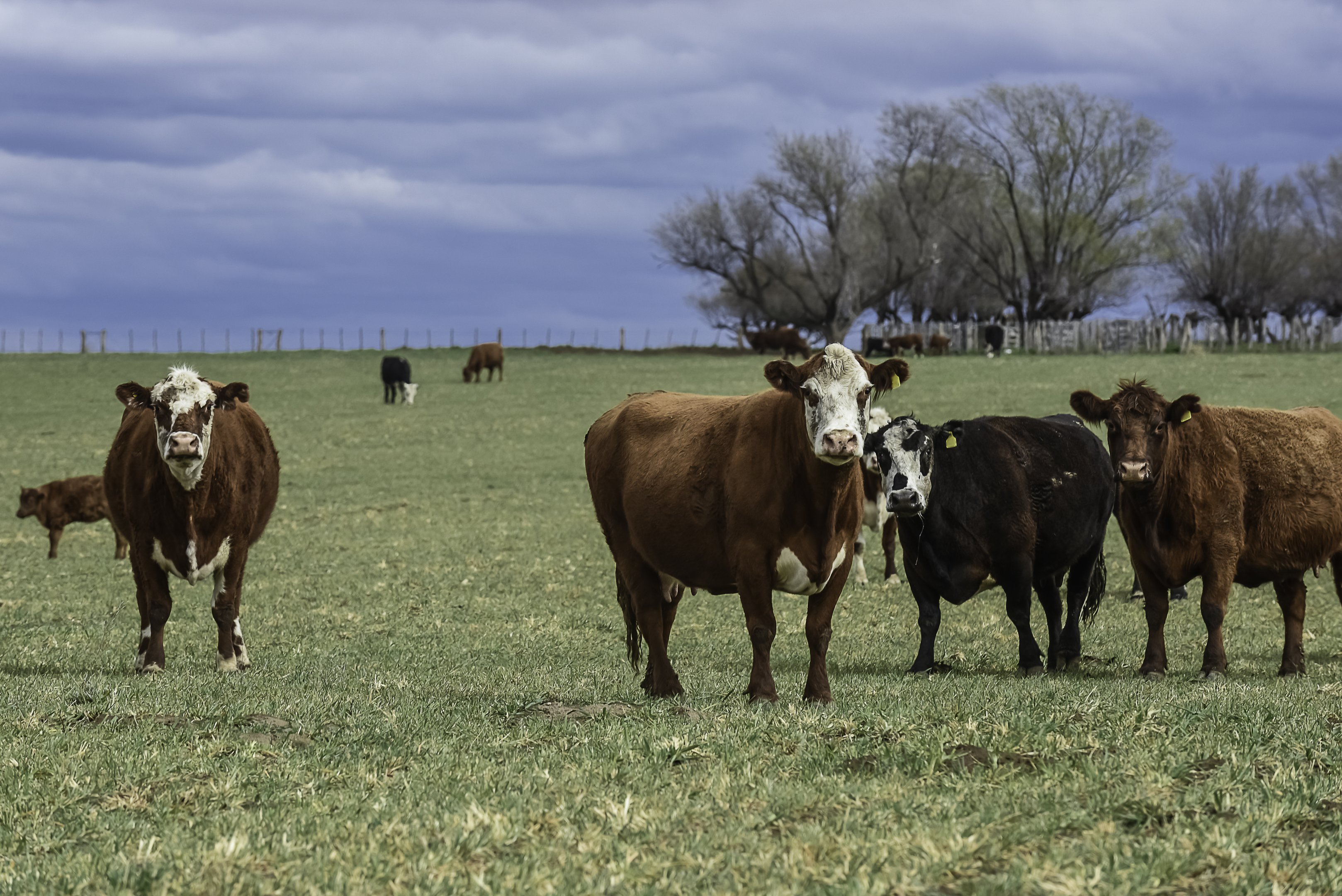 Preço da carne moída nos EUA sobe 16% e Brasil amplia exportação de carne