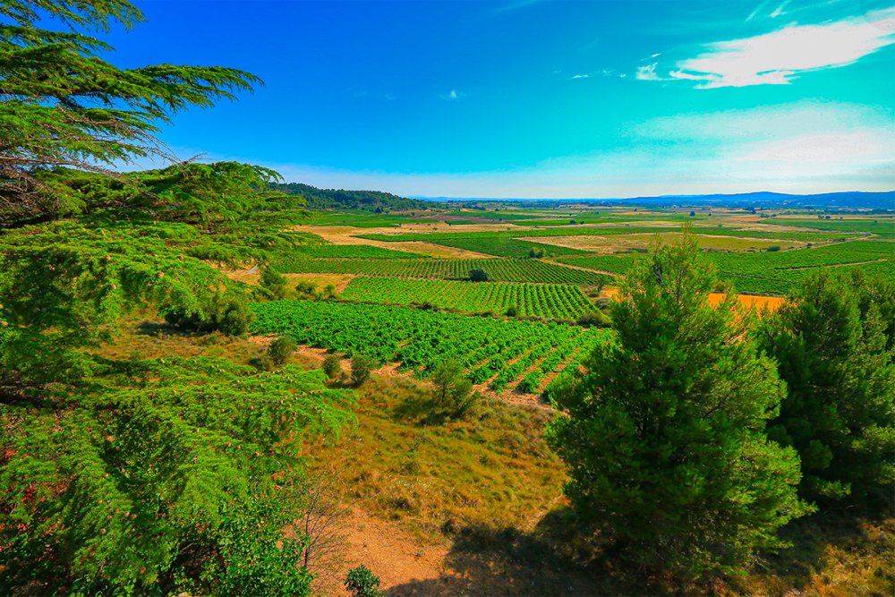Languedoc se destaca na produção de vinhos brancos com qualidade e diversidade crescente