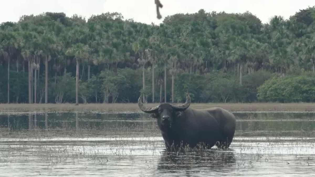 MP solicita bloqueio de contas de pecuarista por maus-tratos a mil búfalos no Maranhão