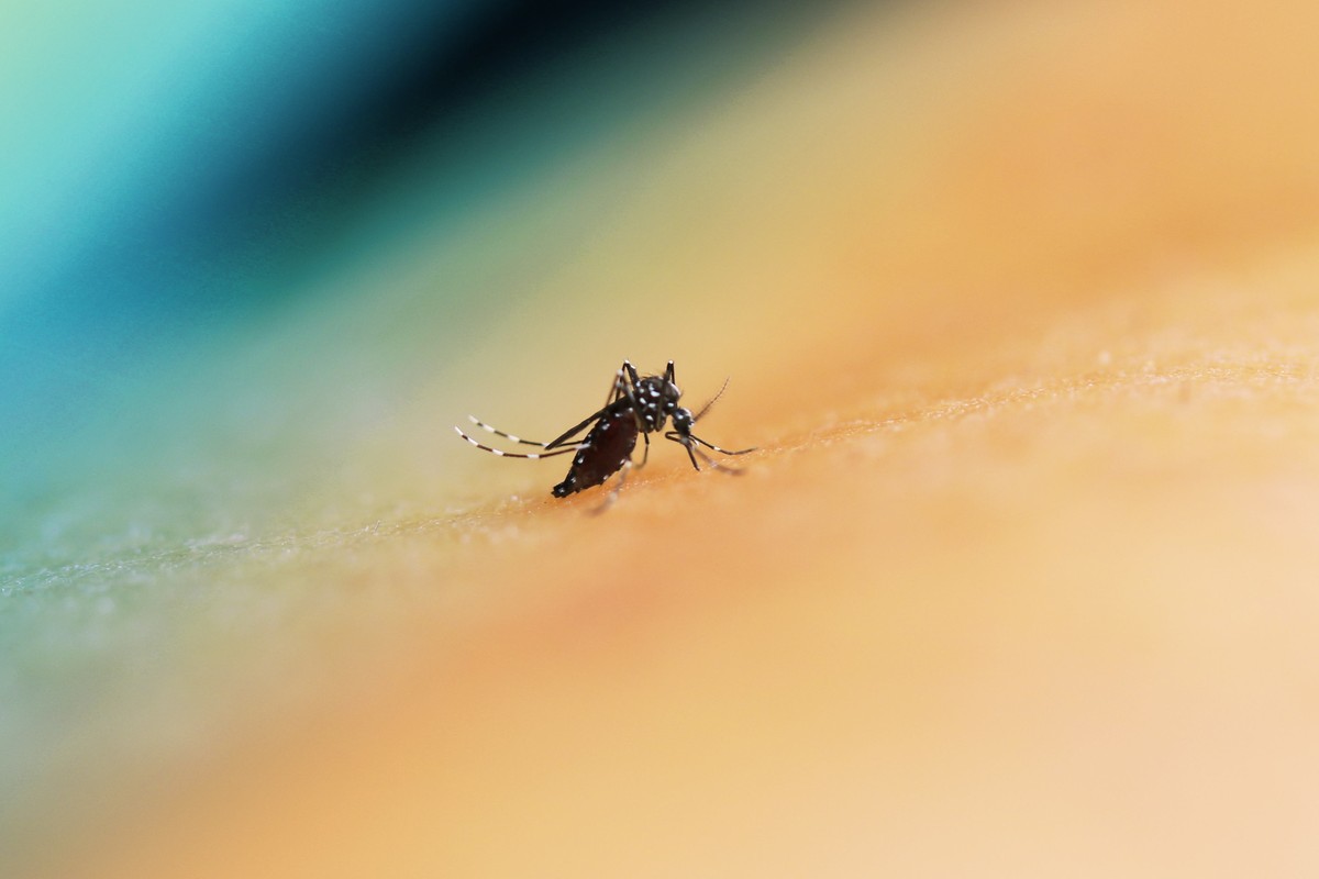 Brasil registra redução de 76,2% nos casos de dengue no primeiro semestre de 2025