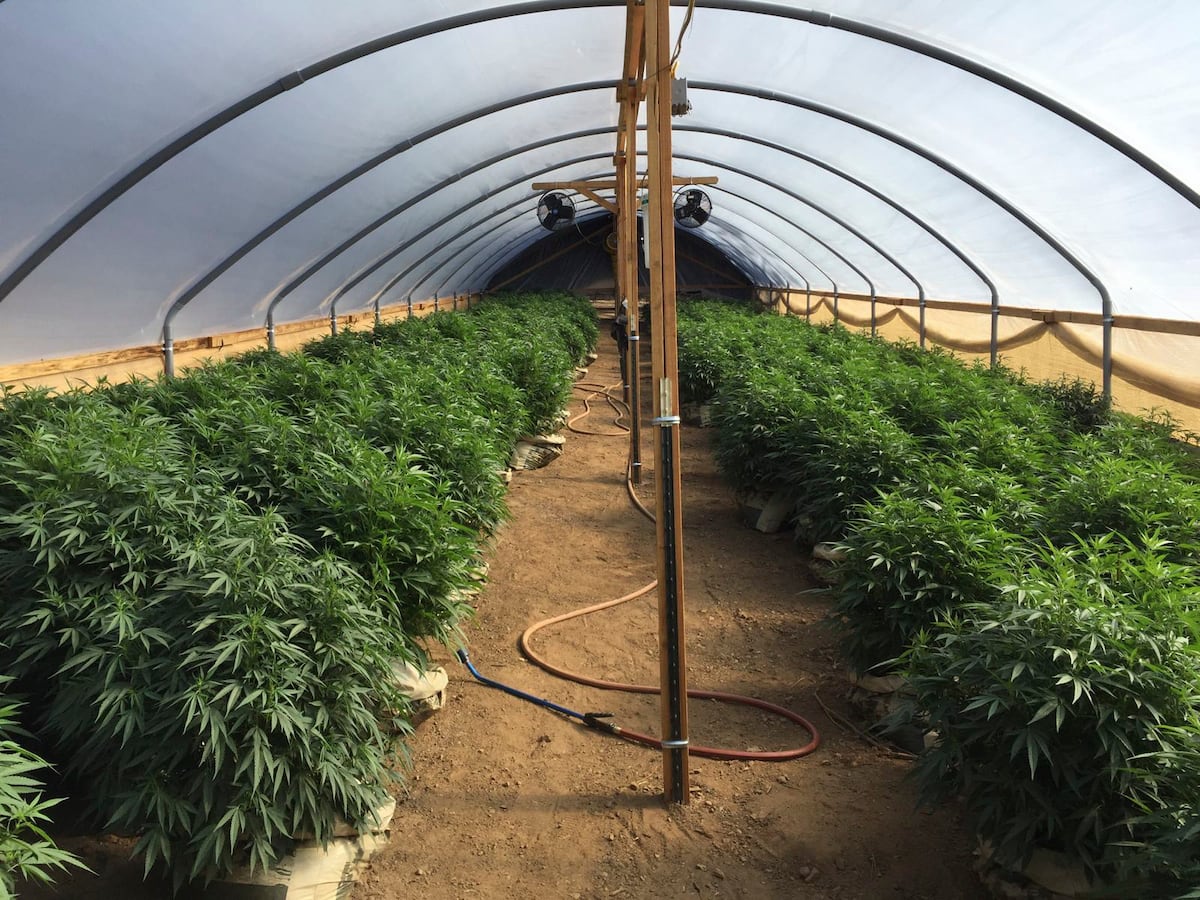 Trabalhadores espanhóis enfrentam riscos e desafios nas plantações de cannabis da Califórnia