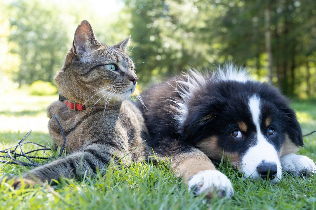 Cães e gatos podem retardar o envelhecimento do cérebro, aponta estudo recente