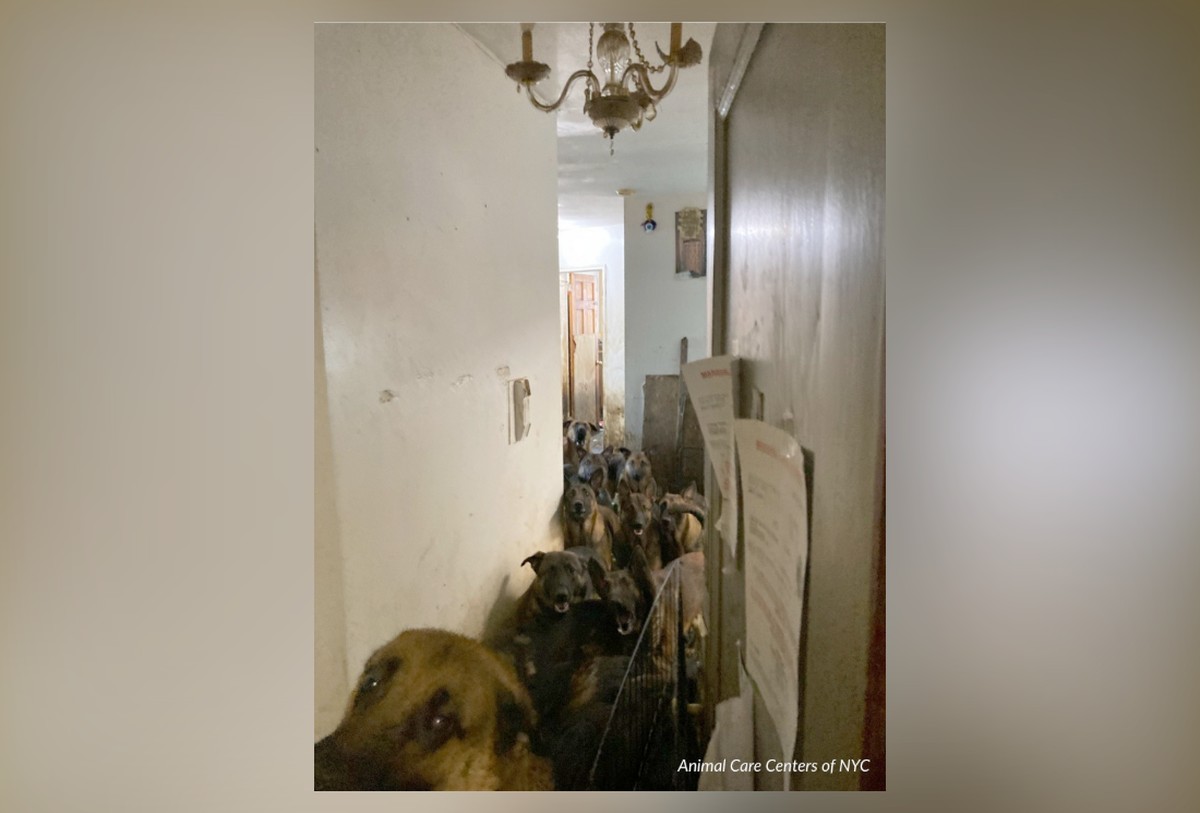Cerca de 40 cães são resgatados em condições precárias em apartamento no Queens