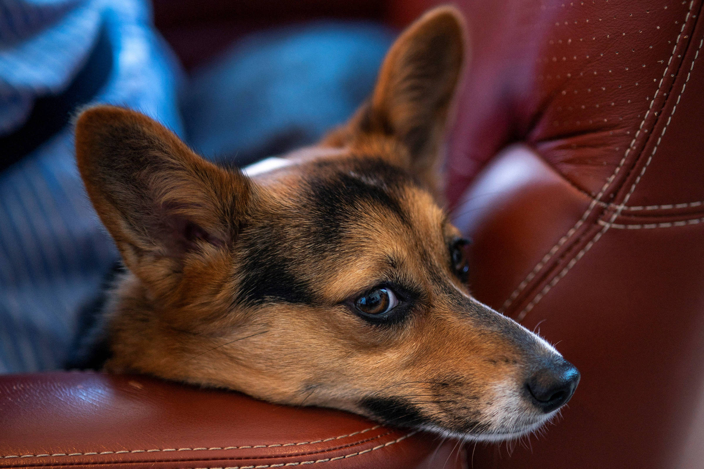 Um cachorro espera na área de conforto para embarcar em um avião durante um evento de imprensa que apresenta a Bark Air, uma companhia aérea para cães, em Nova York (Foto: Eduardo Munoz/Reuters)