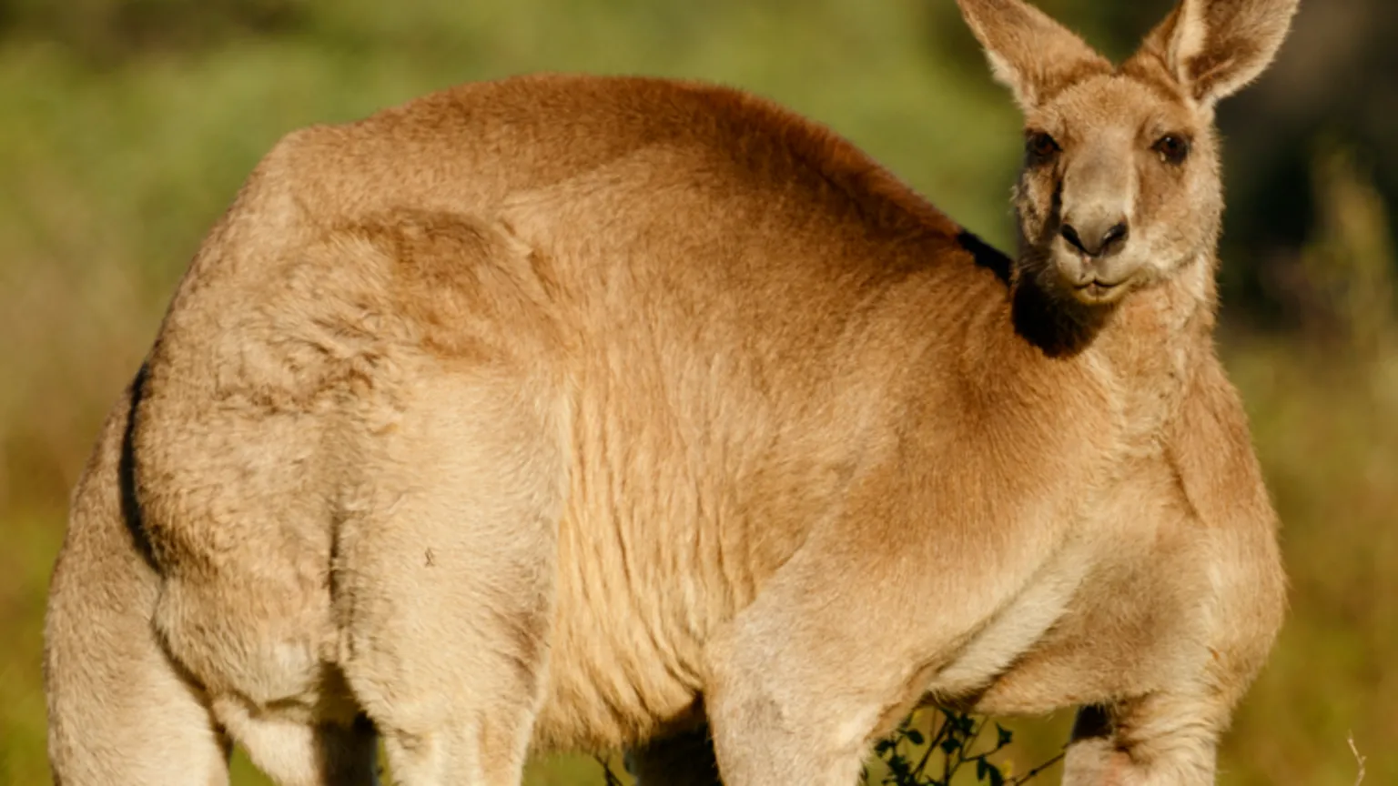 Canguru tenta afogar homem em enchente na Austrália