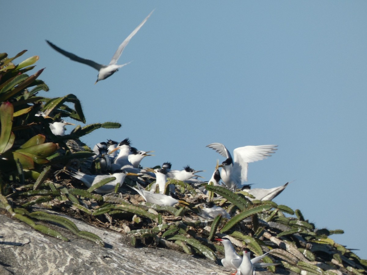 Aves migratórias em Paraty revelam hábitos surpreendentes em novo projeto de pesquisa