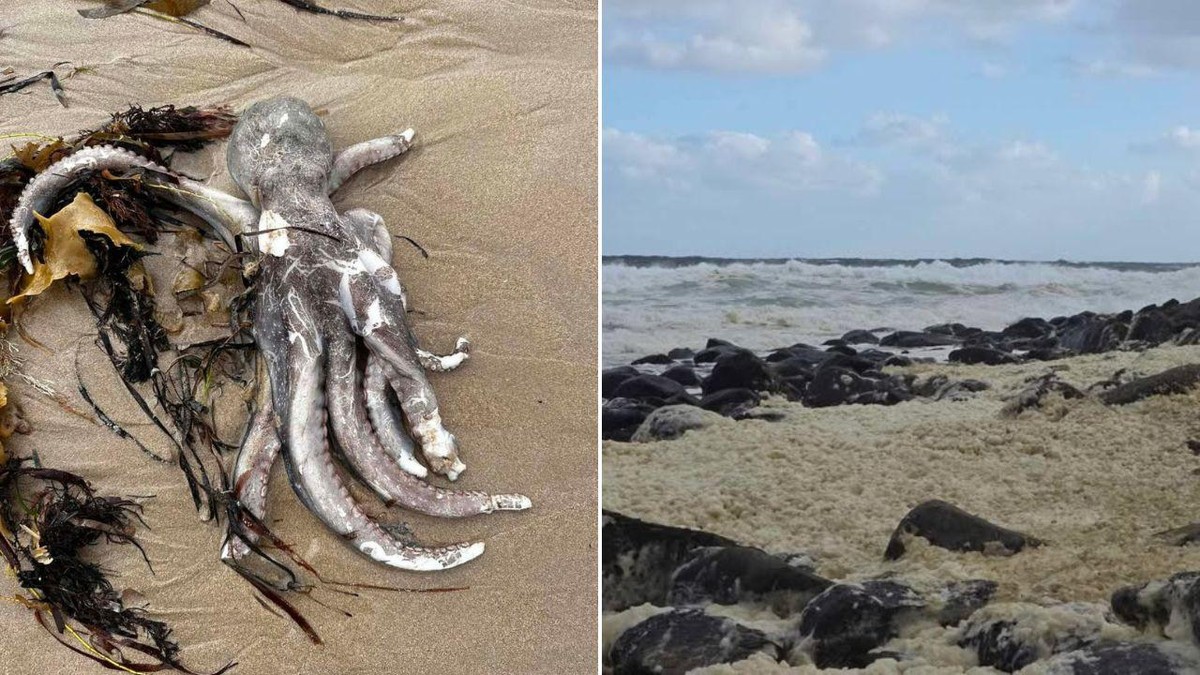 Austrália declara desastre natural após alga tóxica matar milhares de animais marinhos