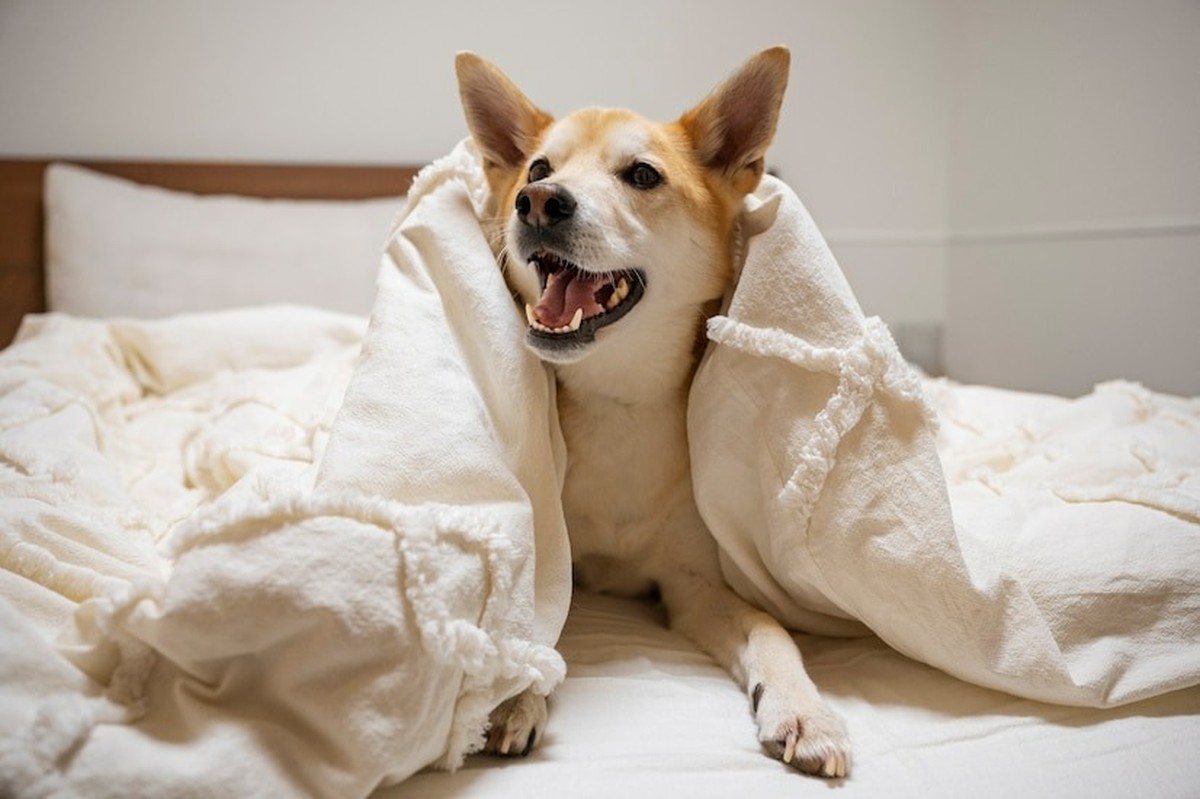Cachorros costumam se esfregar na cama (Foto: Freepik)