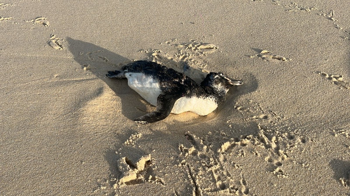 Quatro pinguins são encontrados mortos na Praia da Reserva em trágica descoberta