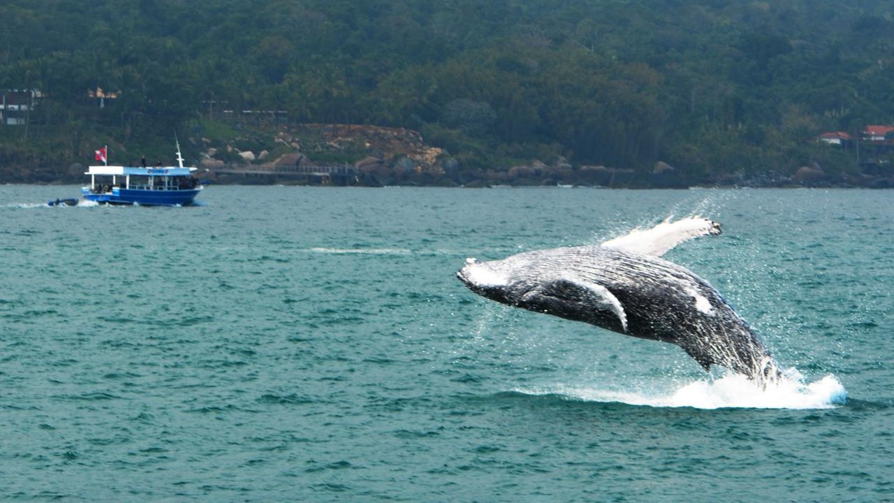 JUBARTE Uma das primeiras da temporada de Ilhabela: parece pequena, mas pesa 40 toneladas (Foto: Projeto Baleia Jubarte/Divulgação)