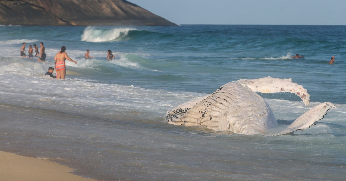 Baleia morta no RJ alerta sobre os perigos do turismo marinho na região