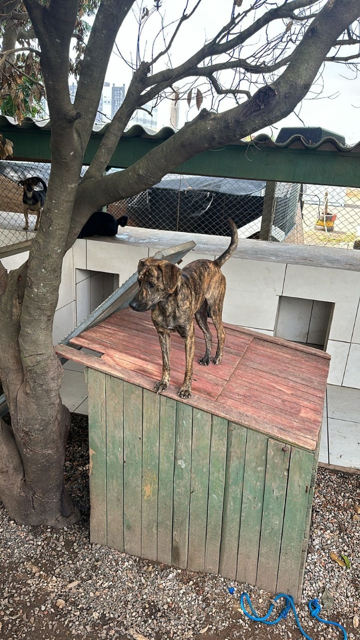 Alguns cães chegam a subir nas casinhas disponibilizadas, provavelmente por terem memória de buscar abrigo no telhado durante os alagamentos (Foto: ONG Cão Sem Dono / Divulgação)