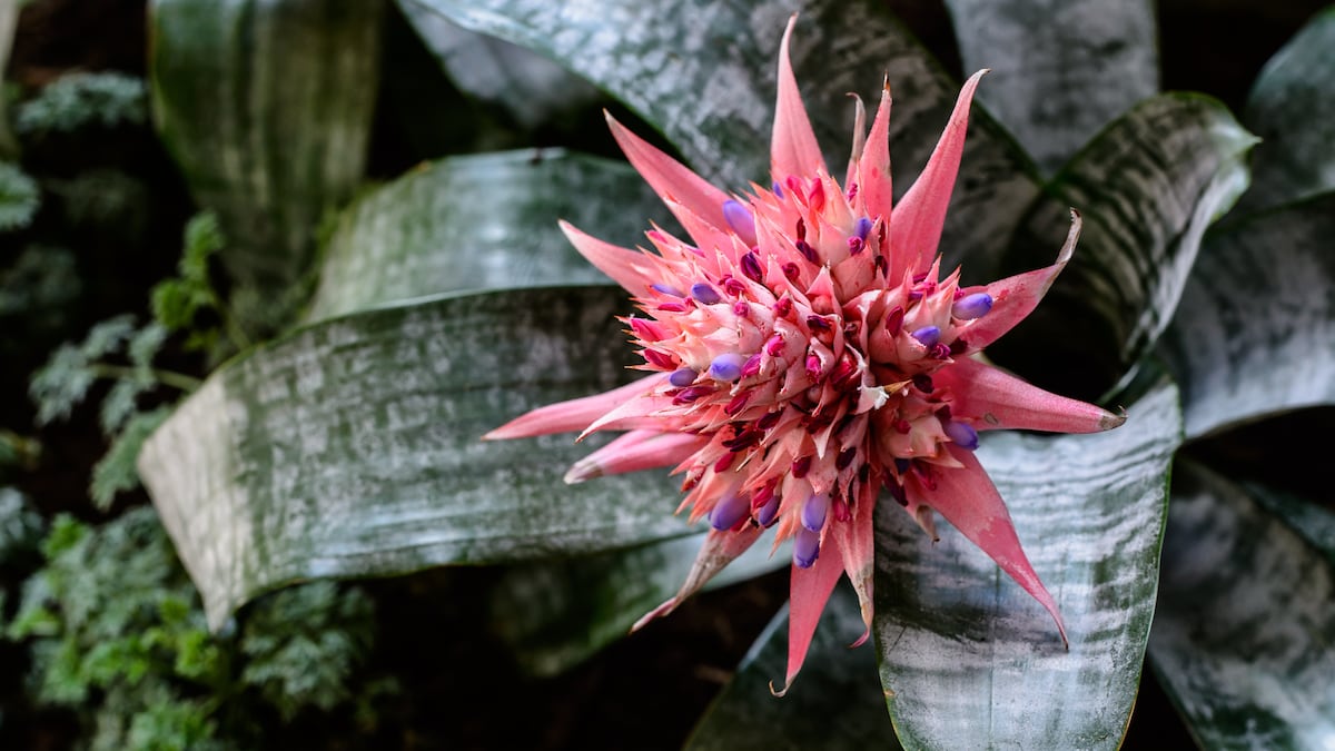 Cientistas alertam sobre a extinção de flores invisíveis essenciais para a pesquisa