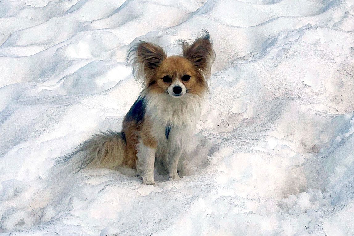 Chihuahua resgata dono após queda em fenda na Suíça