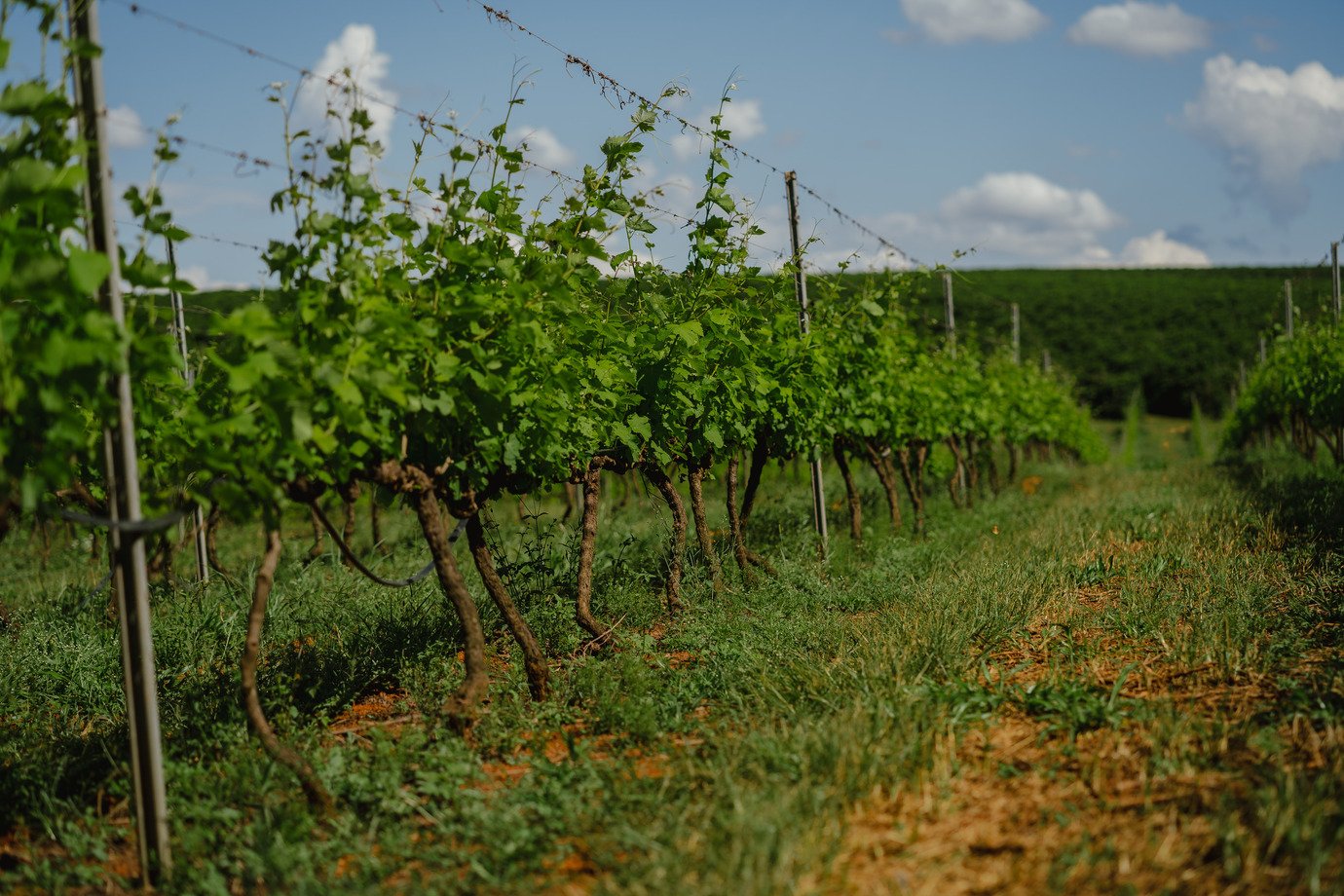 Vinícola brasileira conquista recorde histórico em concurso internacional de vinhos