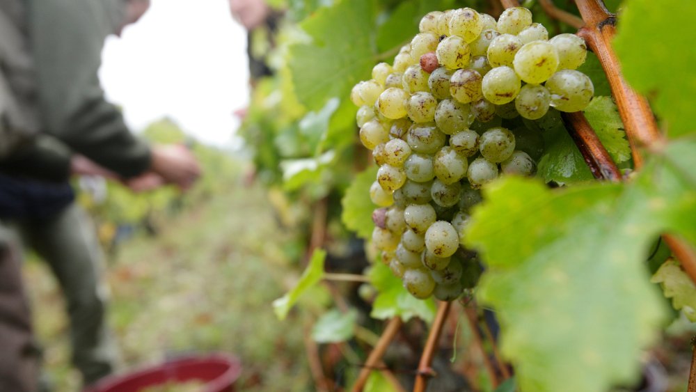 Chenin brilha nos terroirs de Montlouis-sur-Loire entre Loire e Cher