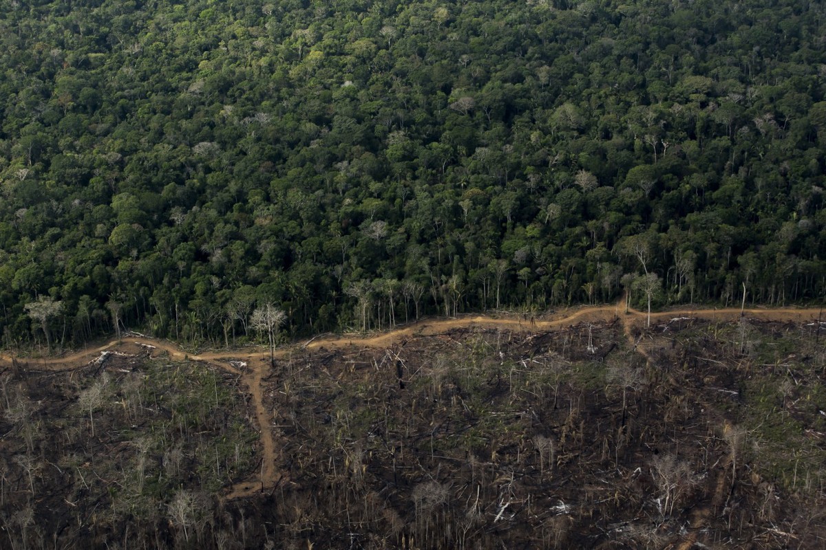 Coalizão ambiental garante US$ 2,6 bilhões para reflorestamento no Brasil