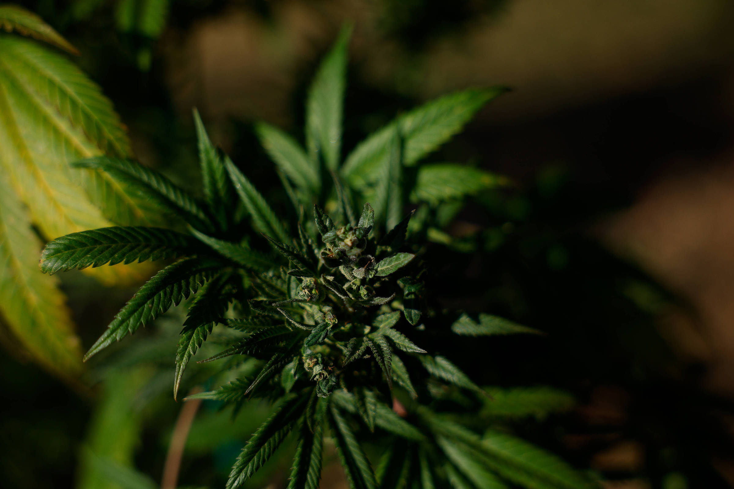 Registros de posse e uso de drogas no Brasil caem 26%, aponta anuário de segurança