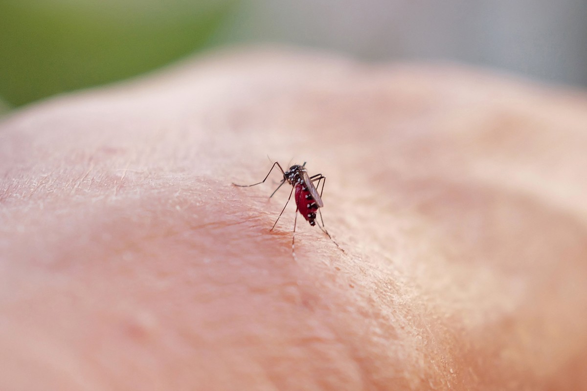 Mosquito que transmite a dengue (Foto: Valery HACHE / AFP)