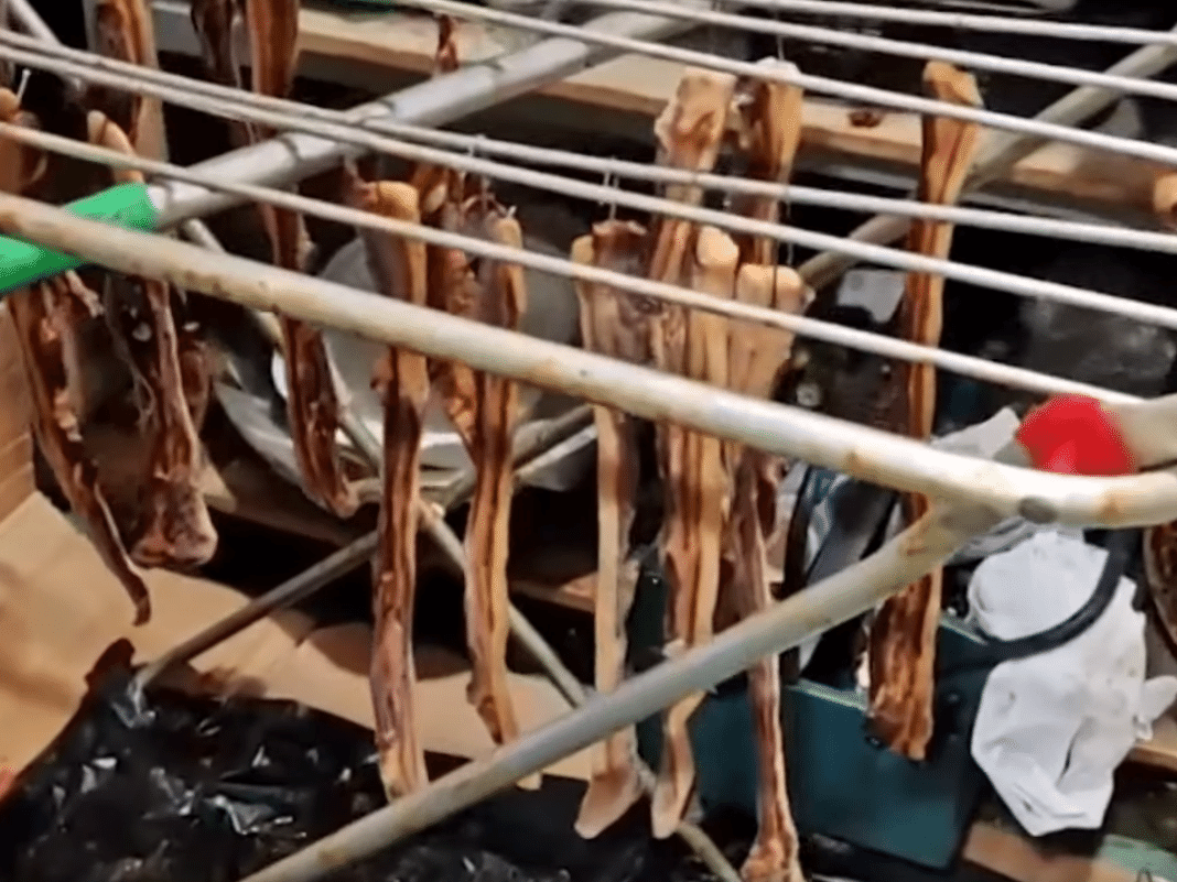'Restaurante do terror' é descoberto em Madri vendendo comida estragada e carne de pombo como se fosse de pato (Foto: Reprodução/Polícia Municipal de Madri)