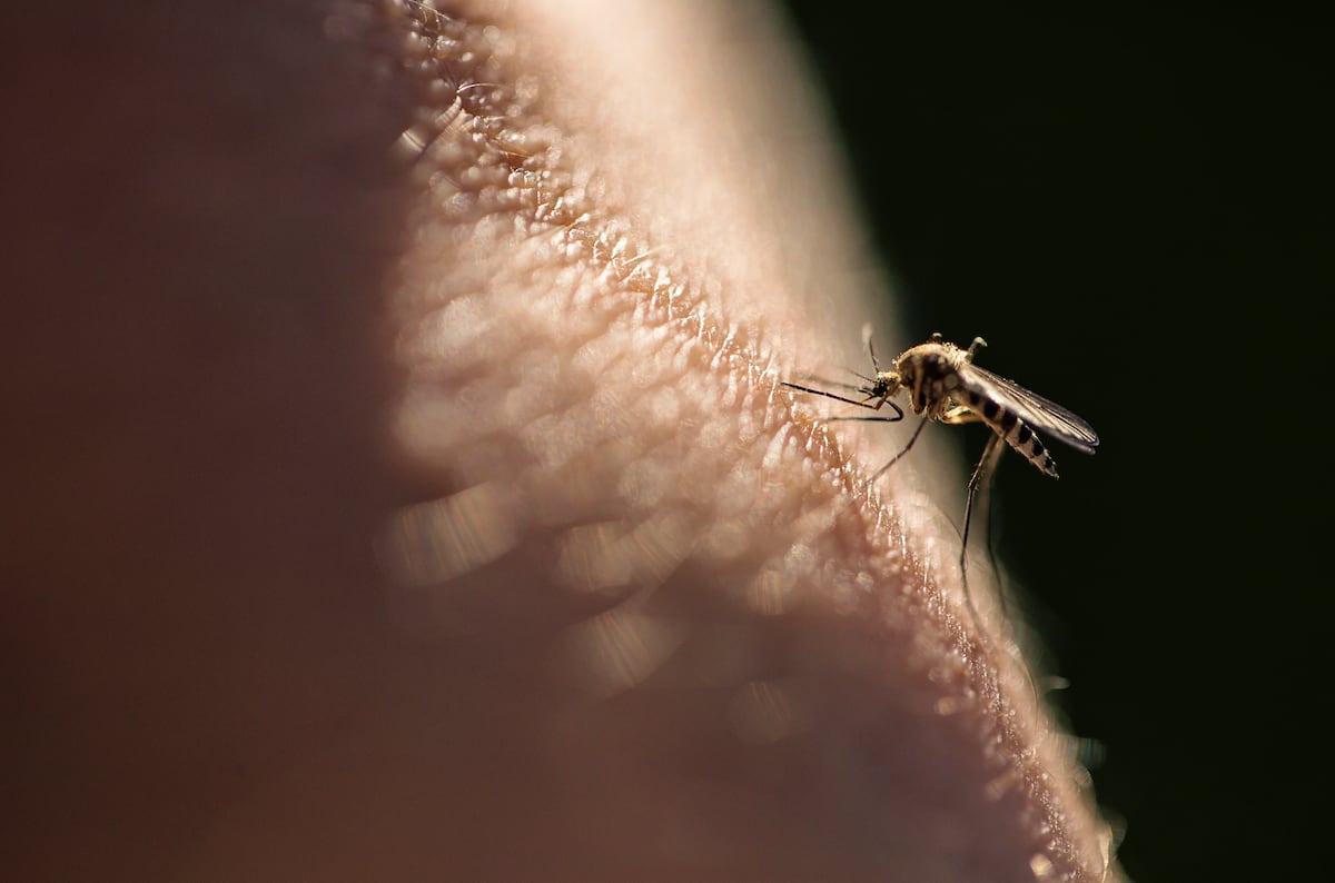 Cientistas desenvolvem método inovador para eliminar mosquitos e combater a malária