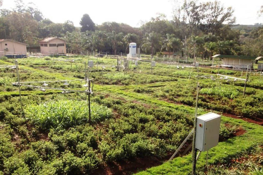 Bactérias ajudam a mitigar os efeitos do aquecimento em pastagens agrícolas