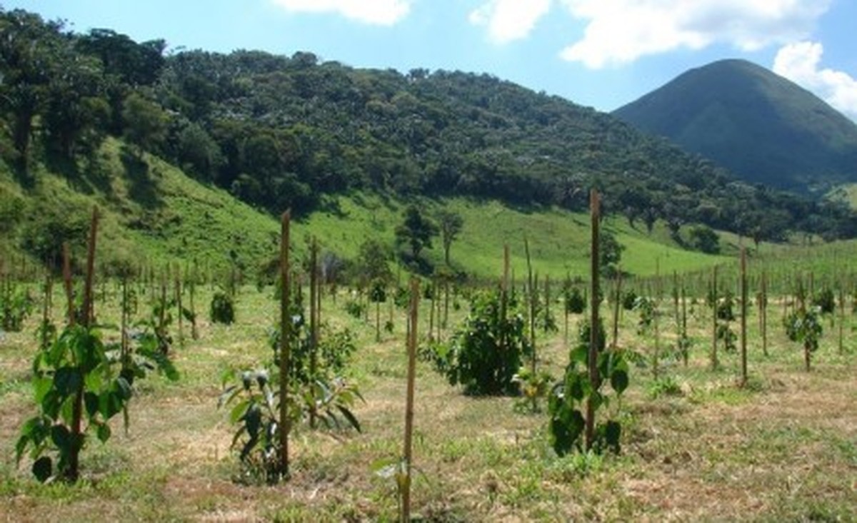 Restauração com árvores nativas pode impulsionar produção de madeira legal e combater desmatamento