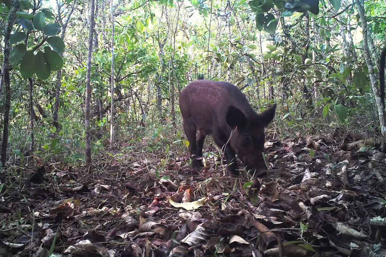 Caçadores criticam medidas de controle de javalis em nova política ambiental