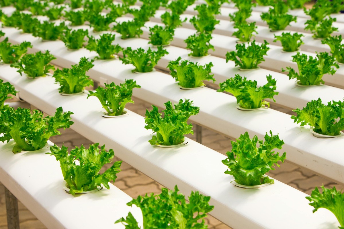 Alimentos que poderiam resistir a um colapso ambiental global são revelados