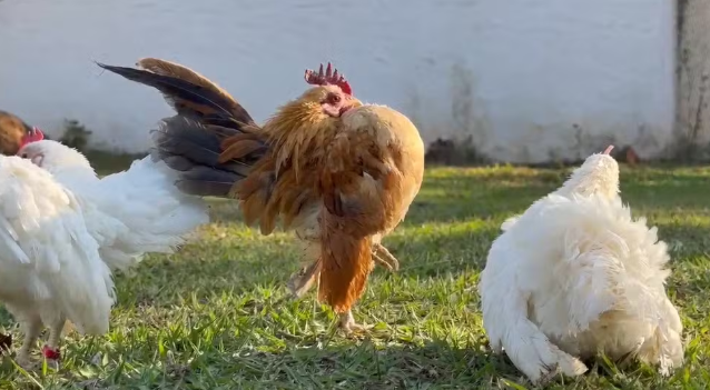 Menor galinha do mundo tem ovos vendidos a R$ 3 mil e é criada como animal de estimação
