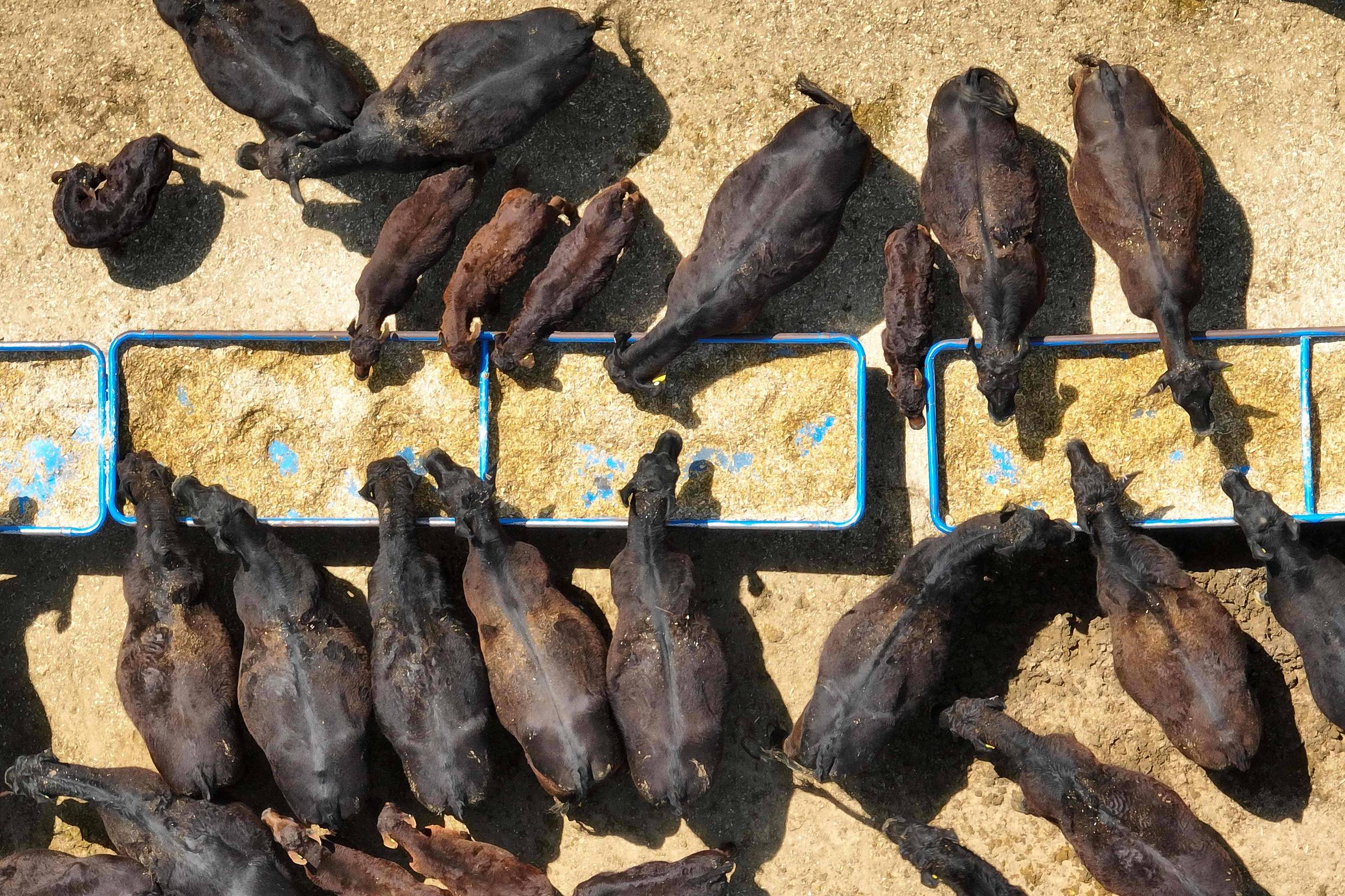 Preços da carne bovina nos EUA alcançam recorde histórico no primeiro semestre