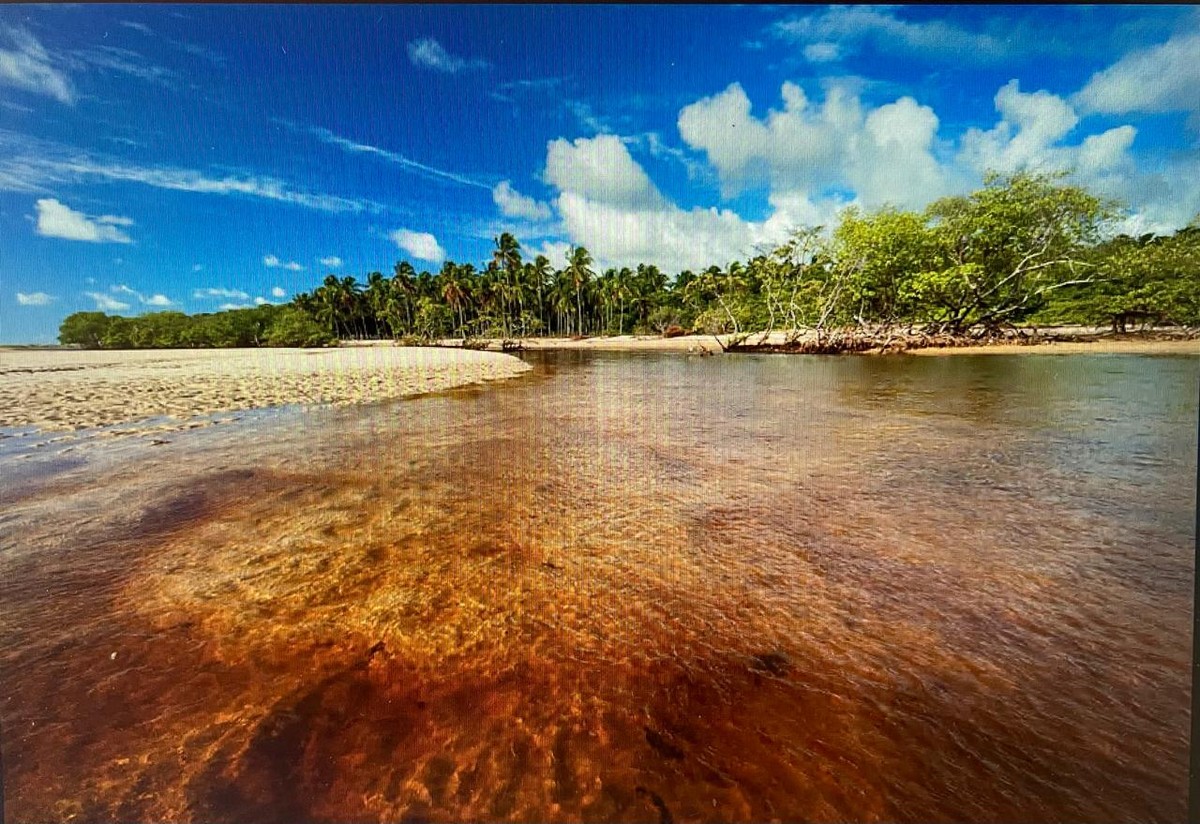 Megaexposição 'Manguezal' destaca a importância dos ecossistemas antes da COP30