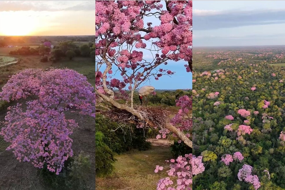 Pantanal ganha cor com a florada dos ipês; assista ao vídeo da beleza natural