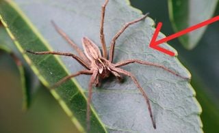 Aprenda a se proteger da aranha-marrom com itens caseiros e sem gastar dinheiro