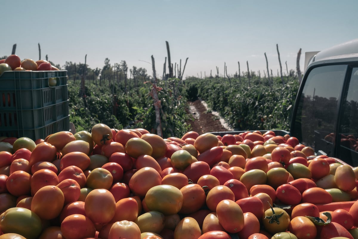 Trump rompe tratado e impõe novas tarifas sobre o México na guerra do tomate
