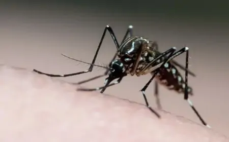 Quais são as diferenças entre dengue e febre oropouche? Ambas as doenças são transmitidas por mosquitos e apresentam sintomas semelhantes; veja como diferenciá-las.
