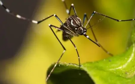 Brasil Registra Mais de 2 Mil Mortes e ultrapassa 4 Milhões de casos confirmados por Dengue em 2024