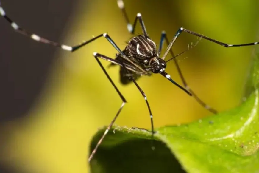 Brasil Registra Mais de 2 Mil Mortes e ultrapassa 4 Milhões de casos confirmados por Dengue em 2024