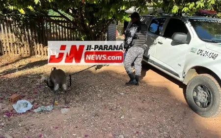 Polícia desencadeia mais uma fase da Operação "Nomos krateo" em Ji-Paraná