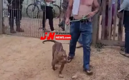 Tragédia em Presidente Médici: Menino é Vítima de Ataque de Pitbull