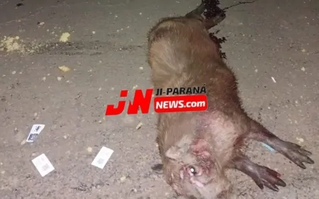 Casal Colide com Capivara na BR-364 e Fica Ferido em Ji-Paraná