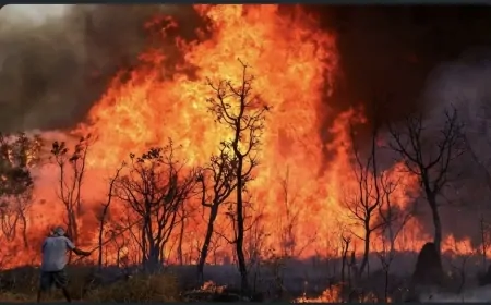 Sob o governo Lula, área queimada no Brasil teve aumento de 90% em 2024