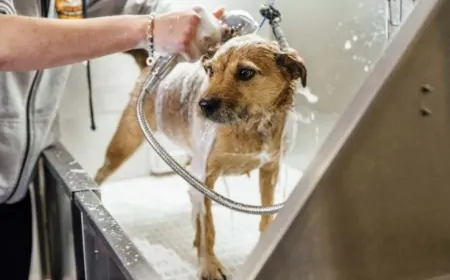 Donos de animais de estimação fiquem atentos: O governo pode estar encaminhando o imposto sobre pets