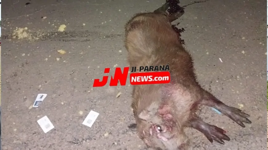 Casal Colide com Capivara na BR-364 e Fica Ferido em Ji-Paraná