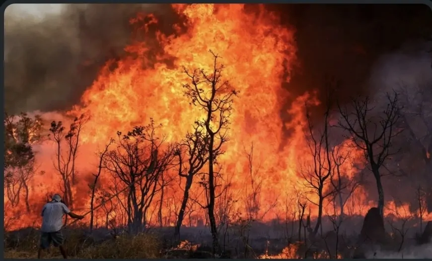 Sob o governo Lula, área queimada no Brasil teve aumento de 90% em 2024