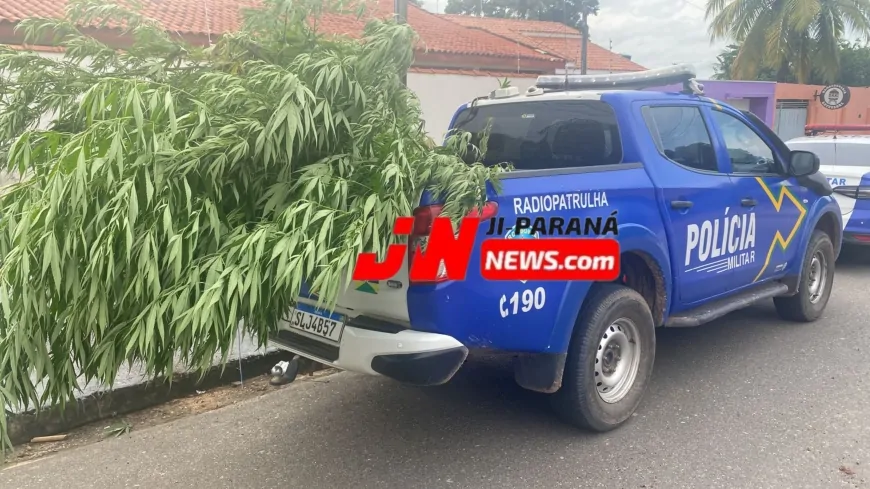 Homem é Preso em Flagrante por Cultivo de Maconha em Ji-Paraná