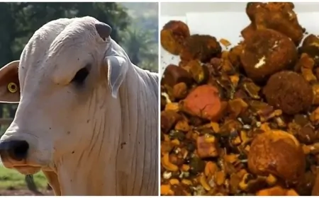 Pedra de boi avaliada em R$ 1 milhão é furtada de frigorífico em Ji-Paraná