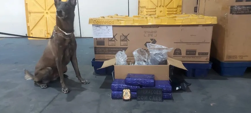 POLÍCIA MILITAR APREENDE 5 KG DE MACONHA EM DEPÓSITO DOS CORREIOS