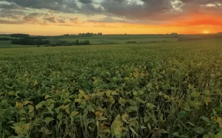 Agro em luto - Endividamento resultaram em pelo menos 36 suicídios de produtores rurais gaúchos nos últimos anos