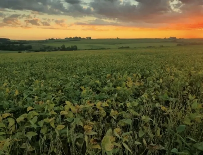 Agro em luto - Endividamento resultaram em pelo menos 36 suicídios de produtores rurais gaúchos nos últimos anos